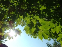 74142 - A walk in Clayt French Park   Each New Day A Miracle  [  Understanding the Bible   |   Poetry   |   Story  ]- by Pete Rhebergen